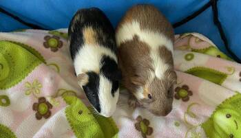 Rescue Short Haired Guinea Pigs for Adoption - James And Issac | PetCurious